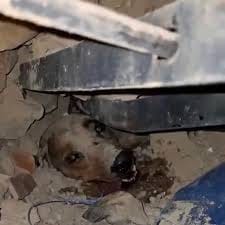 Rescatan a varias mascotas atrapadas entre los escombros tras el sismo en Venezuela