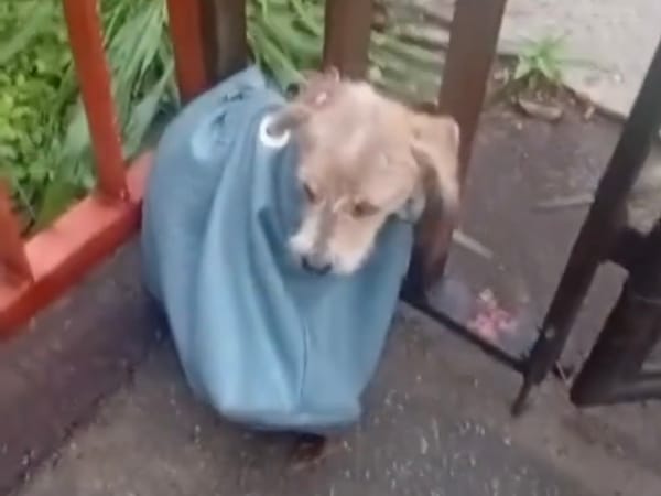 Perrita fue rescatada tras ser encontrada dentro de un saco colgado a una reja en Miranda