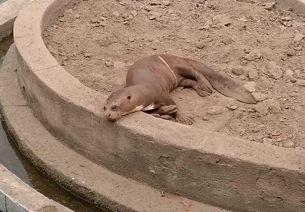 Ciudadanos denunciaron malas condiciones de vida de nutria del Parque del Este en Caracas