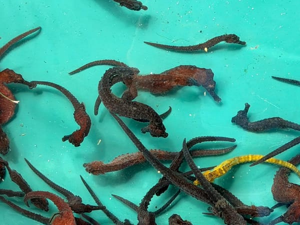 SUCRE | Liberaron 1.000 caballitos de mar en el Parque Nacional Mochima del estado Sucre