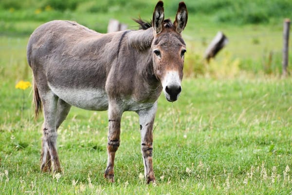 Hombre sufrió la amputación de sus genitales tras ser atacado por un burro en Monagas