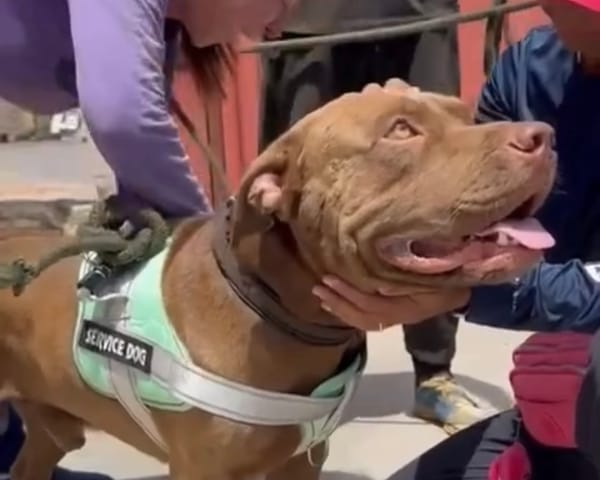 «Chao hijo»: la despedida de un hombre a su perro tras dejar su vivienda afectada por los sismos