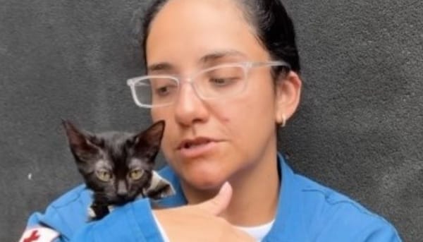 Conoce a Guaira, la gatita adoptada por la Cruz Roja Colombiana durante el rescate de Hernán Gil