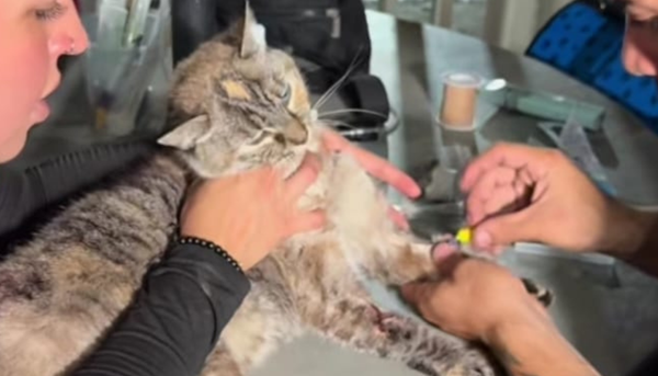 Rescatistas salvaron a Princesa, una gata que estuvo atrapada durante más de un mes en un edificio de La Guaira.
