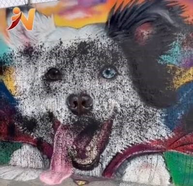 Ciudadanos de Caracas denunciaron acto de vandalismo contra mural de Tsunami, el perro rescatista