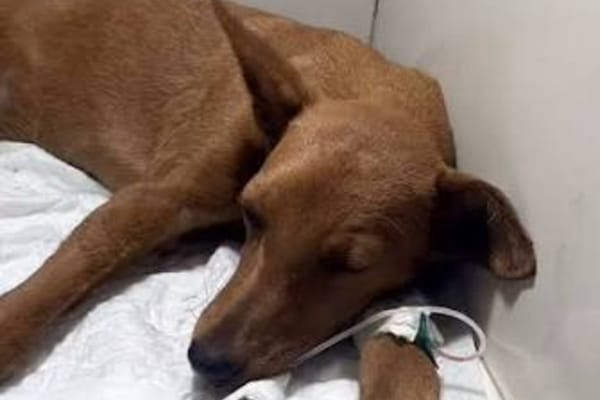 ONG exigió justicia por el asesinato de Mariposa, la perrita rescatada durante los terremotos en La Guaira