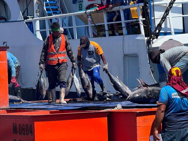 SUCRE | Más de 550 toneladas de atun arribaron a Sucre para abastecer el mercado interno