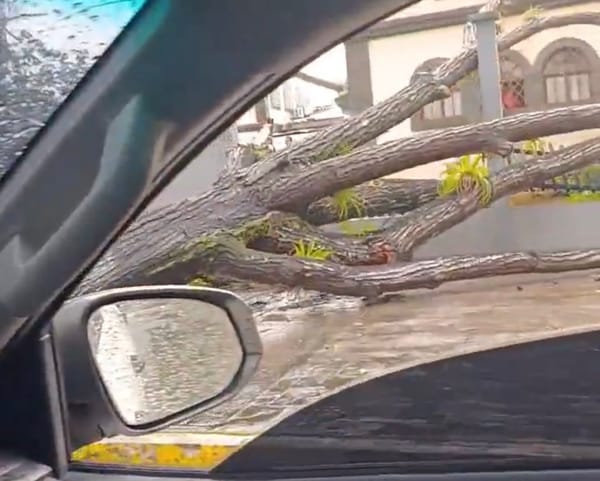 MONAGAS | Lluvias provocaron caída de árboles en las inmediaciones del Paseo Bolívar de Maturín