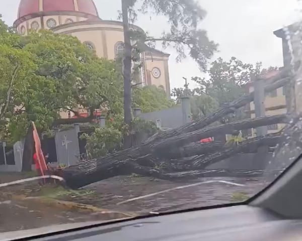 MONAGAS | Lluvias y vientos intensos provocaron la caída de varios árboles en distintos sectores de Maturin