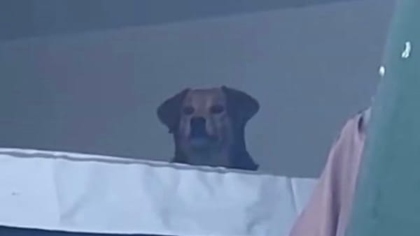 Perrita fue rescatada tras quedar atrapada en un edificio a punto de colapsar en Pereira