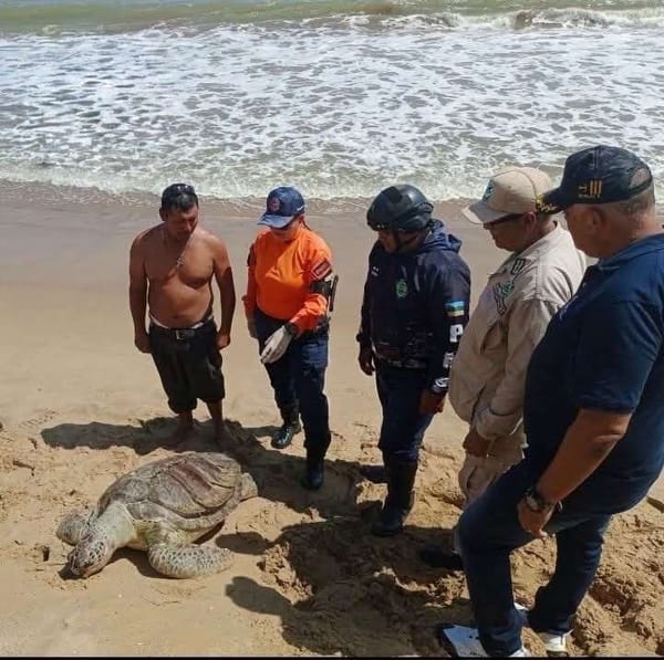Localizan sin vida una tortuga verde en una playa de Puerto Píritu
