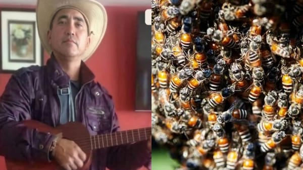 En Guárico: Hombre murió tras ser atacado por un enjambre de abejas