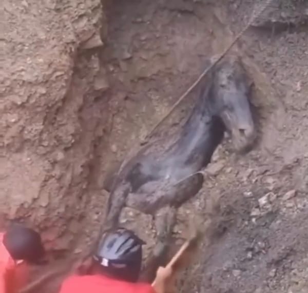 Rescatan a una yegua que quedó tapiada tras ceder un camino en Táchira
