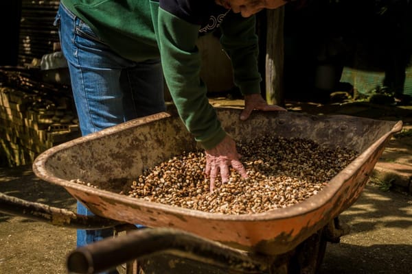 Daños en vías agrícolas de Lara ponen en riesgo hasta 15.000 quintales de café