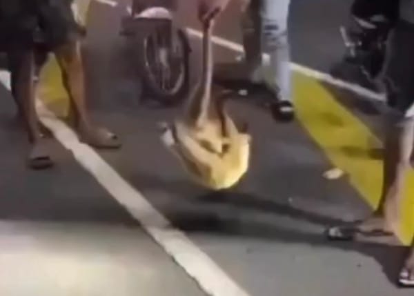 Individuos maltrataron a un oso melero en Barcelona: gobernador exigió tomar acciones