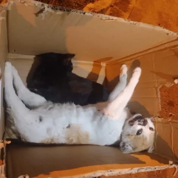 Denunciaron envenenamiento masivo de perros y gatos comunitarios en Margarita