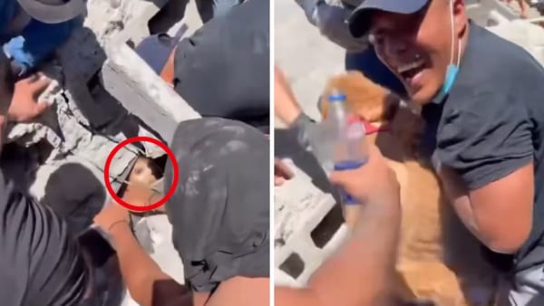 De la angustia a la felicidad: perrita fue rescatada de los escombros en Pereira, Colombia