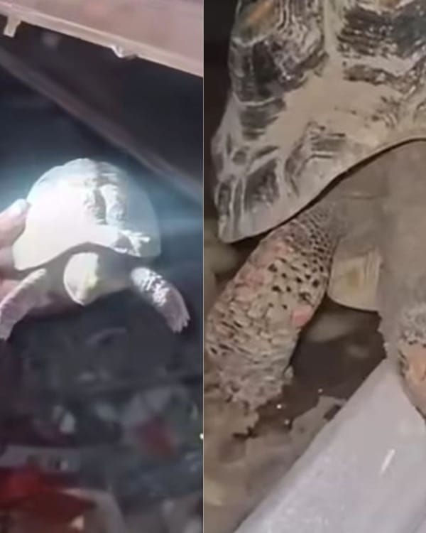 Vida entre los escombros: hallaron a una tortuga tras más de dos meses de los terremotos en La Guaira