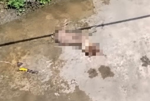 Denunciaron brutal agresión contra un perro en Caracas: lo atacaron con un hacha y tubos
