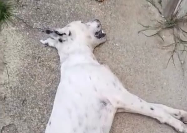 Mujer fue detenida por la muerte de su perro en Aragua: el canino murió por ahorcamiento
