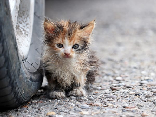 Denuncian envenenamiento masivo de gatos comunitarios en conjunto residencial en Valencia
