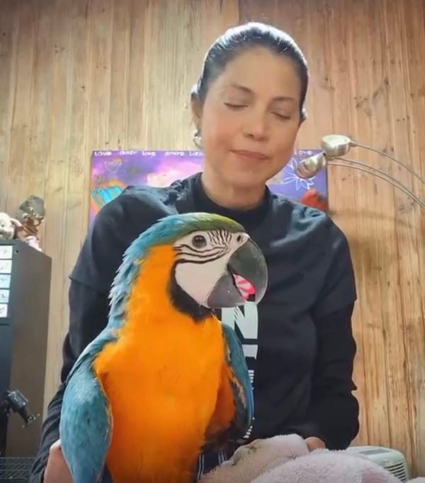 Veterinaria pidió no capturar a los pichones de guacamaya durante sus primeros vuelos en Caracas