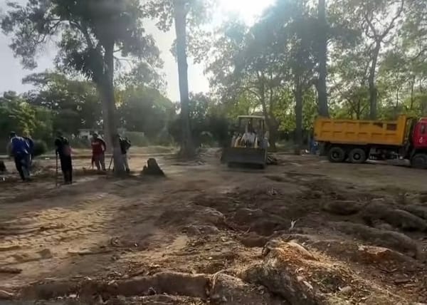 SUCRE | Grupo de investigación «Cumaná Verde» pidió preservar los árboles ante las recientes talas en la ciudad