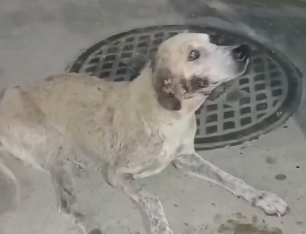 NUEVA ESPARTA | Fundación PIM Margarita solicita ayuda para atender a un perro en condición vulnerable