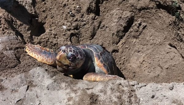SUCRE | Hallaron una tortuga marina muerta y en descomposición en playa de Carúpano