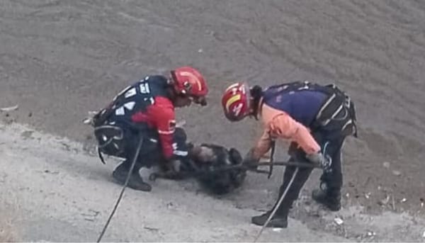 Rescatistas salvaron a un perrito atrapado en la ribera del Río Guaire en Caracas