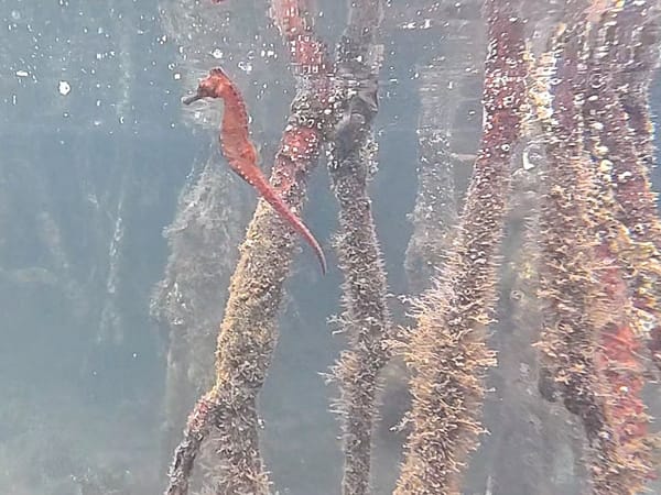SUCRE | 250 caballitos de mar fueron liberados en Mochima por el Día Mundial de las Playas