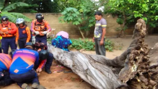 Árbol cayó sobre una mujer mientras limpiaba el patio de su vivienda en El Tigre