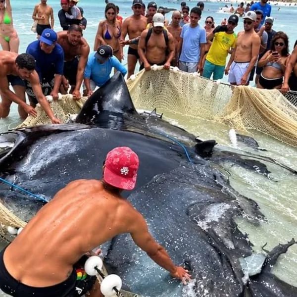 Pescadores liberan una raya gigante atrapada accidentalmente en Brasil