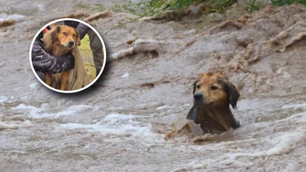 Así fue el rescate de Morocho, un perro que quedó atrapado por la corriente de un río en Chile