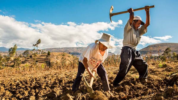 Gobierno vigilará precios de los insumos agrícolas para «proteger» la rentabilidad de los productores