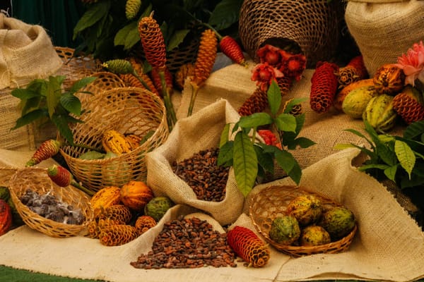 SUCRE | Lanzaron en Sucre Plan Nacional Comunal del Cacao 2026 para aumentar su producción