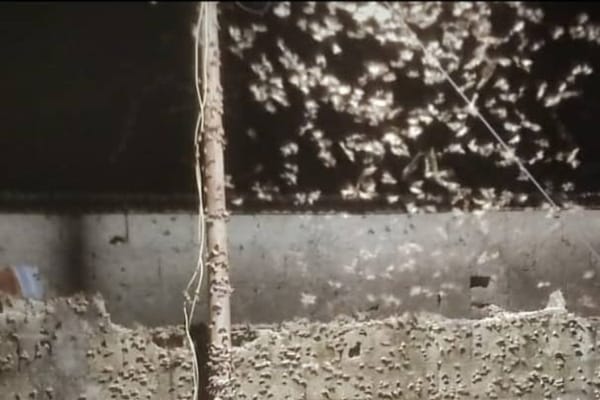 Brote de Palometa Peluda se intensifica en Monagas