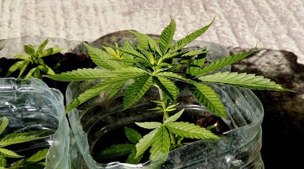 Uruguay planea autorizar el mercado de cannabis a los turistas