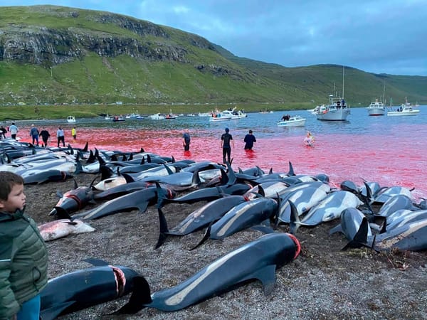 Polemica por el asesinato de más de 1,400 delfines en Dinamarca