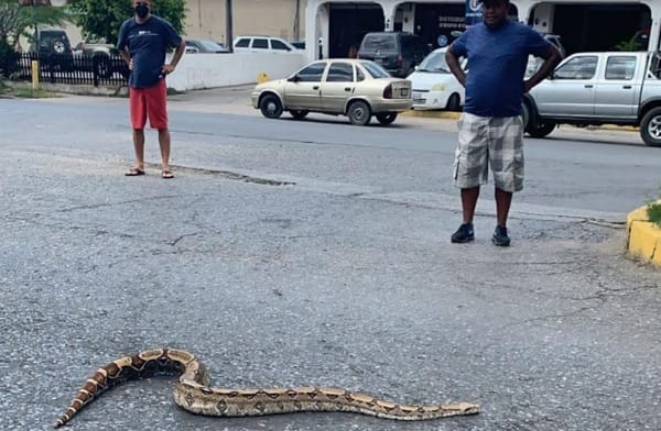 Habitantes de Lechería alarmados por la presencia de abejas africanas y serpiente tragavenado