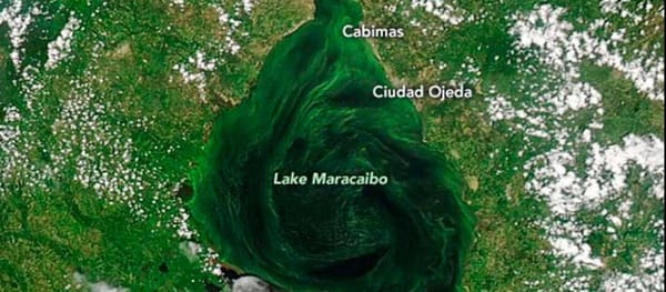 El lago Maracaibo se está asfixiando con mareas negras y algas