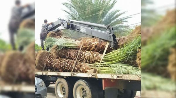 Nueva Esparta | Reportan la irregular extracción de palmas datileras