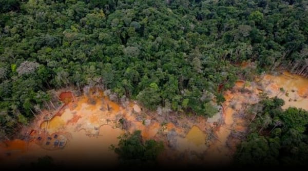 5.265 km cuadrados de bosque en Amazonas han sido devastados en los últimos 15 años