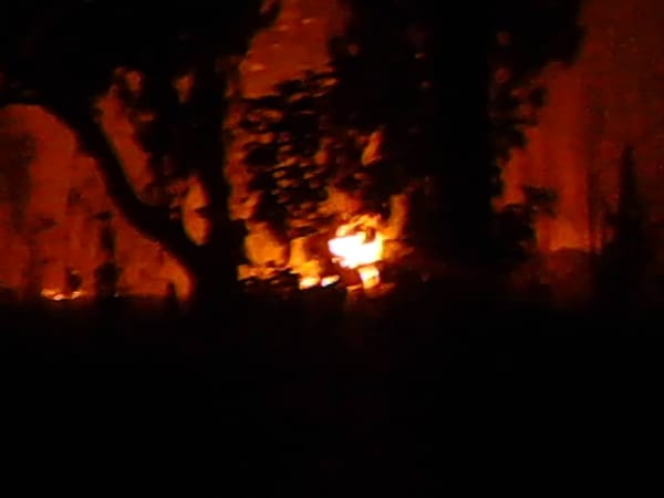 Monagas | Reportan ecocidio en campus de la UDO en Jusepín