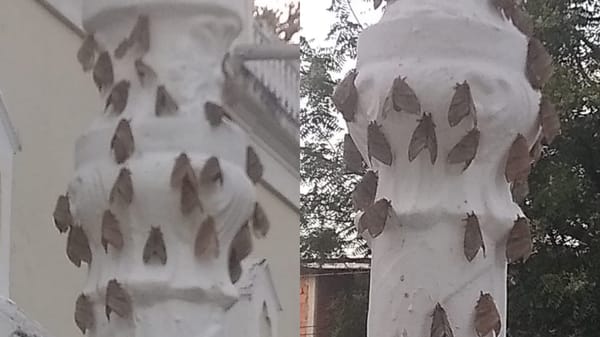 Al menos cinco municipios de Sucre reportan la presencia de la palometa peluda