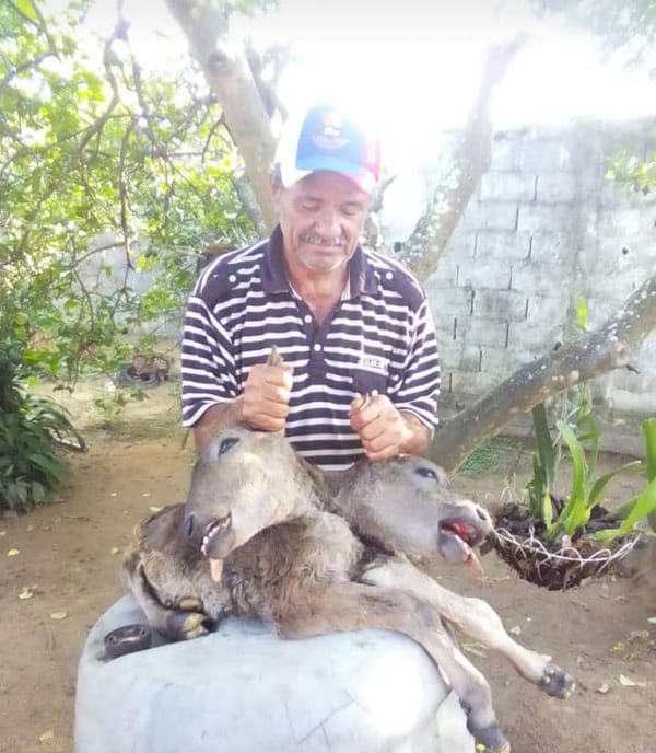 Nació ternero de dos cabezas en Monagas