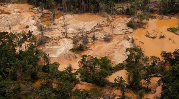 Venezuela tiene la velocidad de deforestación más alta de toda la región según biólogo