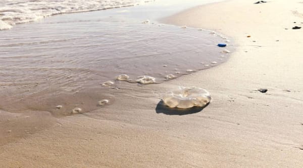 Alertan sobre presencia de medusas en playas de Lechería