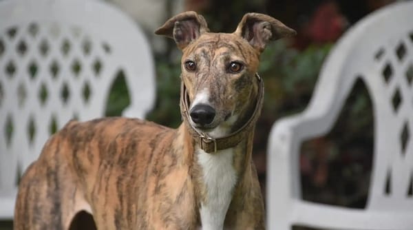Alerta: confirmaron primer caso de viruela del mono en Francia a un perro