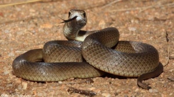 Joven murió por falta de tratamiento a una mordida de serpiente
